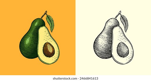 Tropical avocado. Evergreen fruit plant. Isolated Vector hand drawn. Vintage template for design. Engraved monochrome sketch