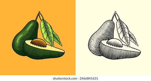 Tropical avocado. Evergreen fruit plant. Isolated Vector hand drawn. Vintage template for design. Engraved monochrome sketch