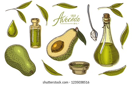 Tropical avocado. Set of evergreen fruit plant. Organic oil in the bottle. leaves and branches, leaf and half seeds. Isolated Vector hand drawn. Vintage template for design. Engraved monochrome sketch