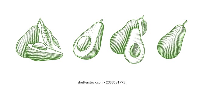 Tropischer Avocado. Set von immergrünen Obstplantagen. Kosmetika für Hautpflege. Organisches Öl in der Flasche. Einziger Vektorgrafik, handgezeichnet. Vintage-Vorlage für Design. Einfarbige Skizze