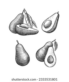 Tropical avocado. Set of evergreen fruit plant. Cosmetics for skin care. Organic oil in the bottle. Isolated Vector hand drawn. Vintage template for design. Engraved monochrome sketch