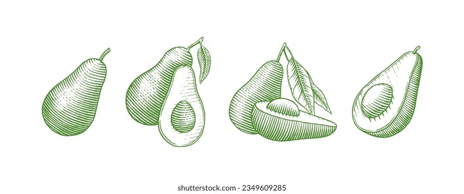 Tropischer Avocado. Set von immergrünen Obstplantagen. Kosmetika für Hautpflege. Organisches Öl in der Flasche. Einziger Vektorgrafik, handgezeichnet. Vintage-Vorlage für Design. Einfarbige Skizze