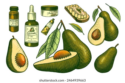 Tropical avocado. Set of evergreen fruit plant. Cosmetics for skin care. Organic oil in the bottle. Isolated Vector hand drawn. Vintage template for design. Engraved monochrome sketch