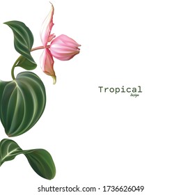 Fondo tropical. Flores. Patrón de flores. Plantas exóticas. Rosa.