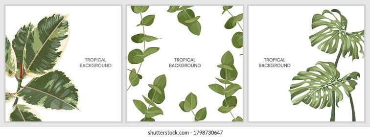 Tropical background with leaves of ficus elastica, monstera, eucalyptus isolated on white background. Collection of botanical frames with place for text. Invitation, banner, post on a social network. 