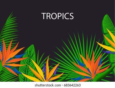 tropical background with palm leaves and strelitzia bird of paradise flowers