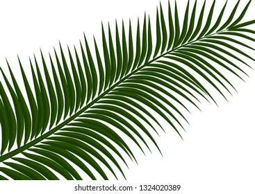 Tropical background. Realistic palm tree leaves. Exotic beauty for travel Design, promotion and marketing. Vector illustration - Vector graphics