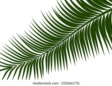 Tropical background. Realistic palm tree leaves. Exotic beauty for travel Design, promotion and marketing. Vector illustration - Vector graphics