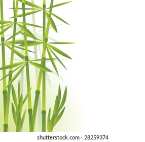 Tropical bamboo, vector illustration