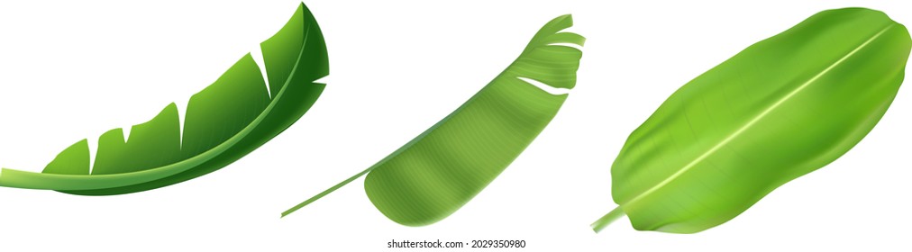 Hoja tropical de plátano del vector del elemento aislado sobre fondo blanco.