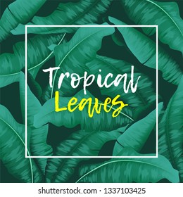 Tropical Banana leaves green 