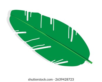 Tropical banana leaves isolated. Simple vector set. Plant leaves. Summer forest branches collection. Leaf elements in flat design style rhopalostylis