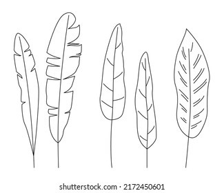 Tropical banana leaves outline illustration.