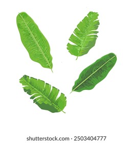 tropical banana leaves- vector illustration set