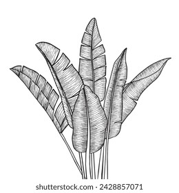 Tropical banana palm in engraving style for backgrounds, designs, wallpapers, textiles, invitations, stickers. Vector illustration.