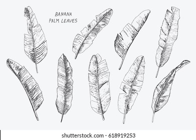 Tropical Banana Palm Leaves Hand Drawn Set