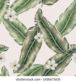 Tropical banana palm leaves, plumeria flowers background. Vector seamless pattern. Graphic illustration. Exotic jungle plants. Summer beach floral design. Paradise nature