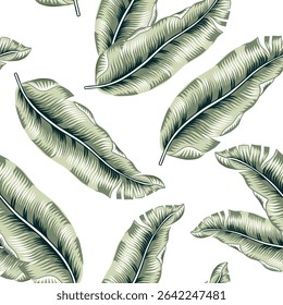 Tropical banana palm leaves, white background. Vector seamless pattern. Floral illustration. Exotic plants. Summer beach design. Paradise nature