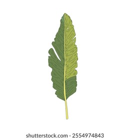 Tropical banana tree leaf hand drawn style. Vector illustration
