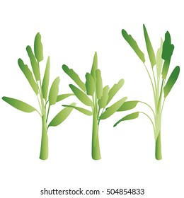 Tropical banana tree  leaves vector set background isolated on white
