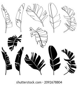 Tropical bananas leaves big set for you design. Hand drawn illustration. Design element.