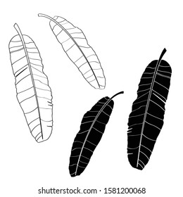 Tropical bananas leaves design. Hand drawn vector illustration. Design element.