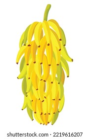 Tropical bananas palm large bunch of fruits. Vector design isolated element. Fresh natural food