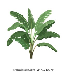 Tropical bananas palm tree. Design for banner, textile, wallpaper. Vector realistic illustration. Isolated on white background