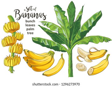 Tropical bananas palm trees with growing bunch, leaf, fruits, ripe cluster peeled slices foliage textural collection. Vintage design for banner, textile, wallpaper. Vector watercolor illustration.