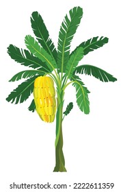Tropical bananas palm trees with growing bunch, leaf, fruits, ripe cluster. Palm foliage and leaves. Vector design isolated element
