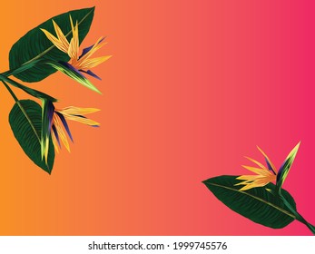 A tropical banner. Flowers and leaves of the royal strelitzia on a background with a degrade effect from orange to pink. A tropical plant. Vector illustration for design and web.