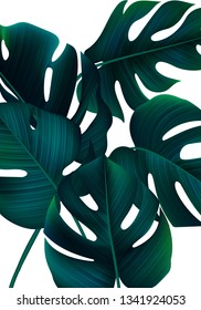 Tropical Banner with Realistic Monstera Leaves. Minimalist Jungle Bg. Exotic Background with Palm Leaves 