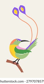 Tropical bird with feathers on its tail. Hummingbird perched on a branch. Vector isolated illustration.