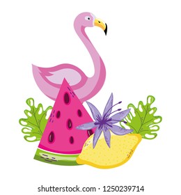 tropical bird flamingo cartoon