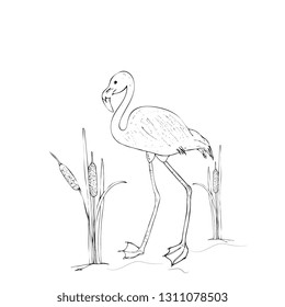 tropical bird flamingo and water plant cane. Sketch, outline, vintage style. Hand drawing exotic bird.  icon for label, poster, packaging design,printing products,textile