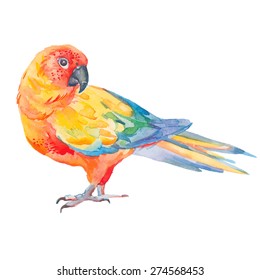 Tropical bird isolated on white background.Tropical parrot. Exotic. Vector for your design.