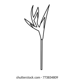 tropical bird of paradise flower exotic natural