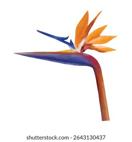 Tropical Bird of Paradise Flower Isolated on White. Strelitzia Watercolor Illustration