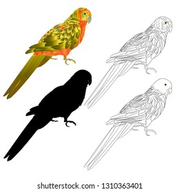 Tropical bird Parrot Sun Conure   natural and outline and silhouette on a white background vector illustration editable hand draw