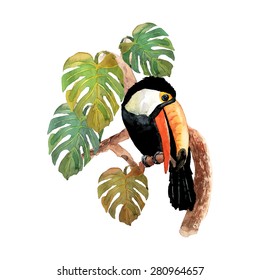Tropical bird toucan sitting on tree branch with isolated monster leafs on white background