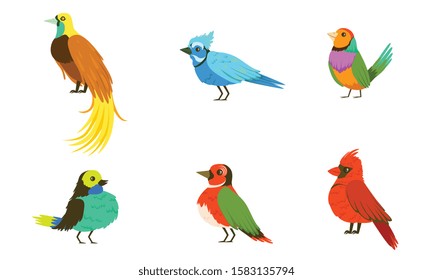 Tropical Birds Collection, Beautiful Birdies of Different Species with Colored Plumage Vector Illustration