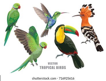 Tropical Birds Collection: Green Parrots, Humming-bird, Toucan And Hoopoe. Vector Design Isolated Elements On The White Background.