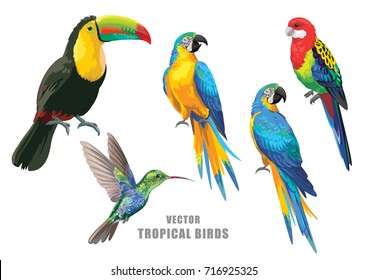 Tropical birds collection: parrots, humming-bird and toucan. Vector design isolated elements on the white background.