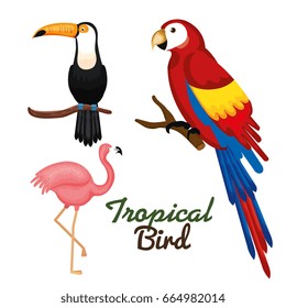 Tropical birds design