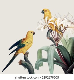 Diseño vectorial de ilustraciones de aves tropicales