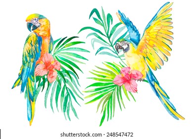 Tropical Birds Isolated On White Background. Macaws. Art. Vector.