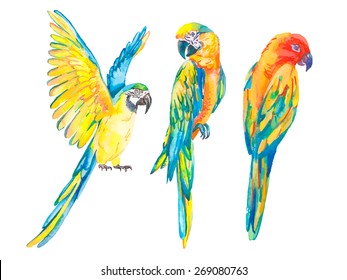 Tropical Birds Isolated On White Background. Macaws. Art. Vector.