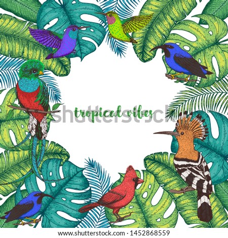 Tropical birds and palm leaves vector illustration. Colorful cardinal bird, kingfisher, hummingbird, quetzal. Hand drawn illustration. Summer design template. Tropical fauna