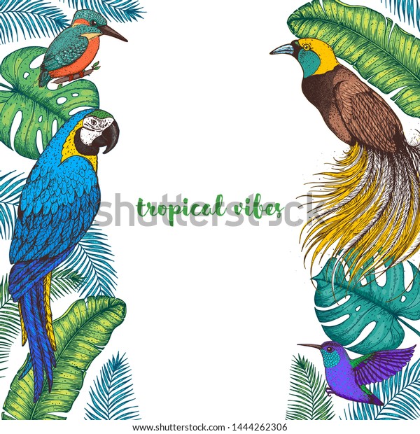 Tropical birds and palm leaves vector\
illustration. Colorful kingfisher bird, ara parrot, colibri and\
bird of paradise, hummingbird . Hand drawn illustration. Summer\
design template. Tropical\
fauna.