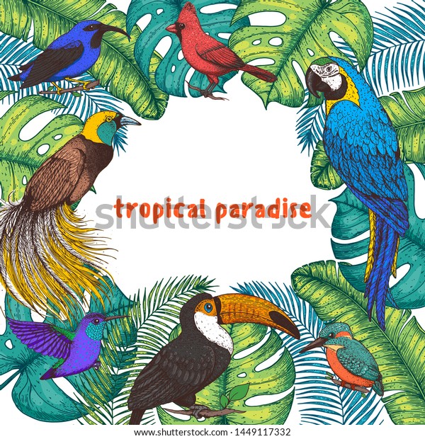Tropical birds and palm leaves vector illustration.
Colorful toucan, cardinal bird, kingfisher, hummingbird, parrot,
bird of paradise. Hand drawn illustration. Summer design template.
Tropical fauna